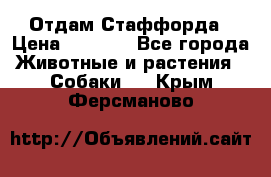 Отдам Стаффорда › Цена ­ 2 000 - Все города Животные и растения » Собаки   . Крым,Ферсманово